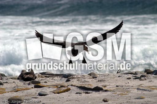 Riesensturmvogel (22 von 32).jpg